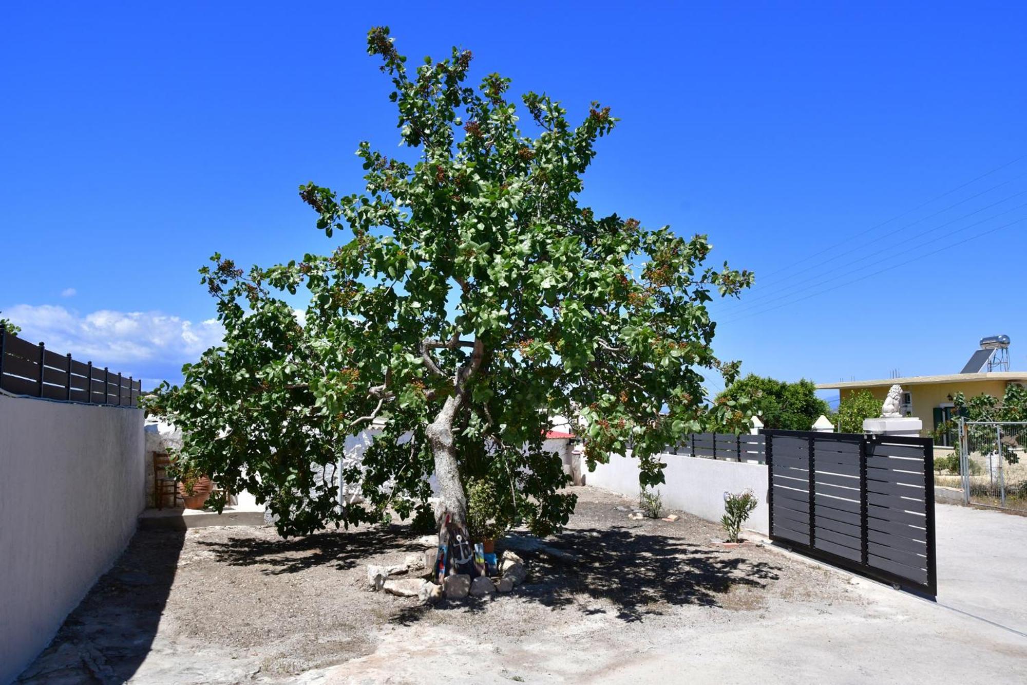 Da Vinci Kavouropetra Villa Aegina ภายนอก รูปภาพ